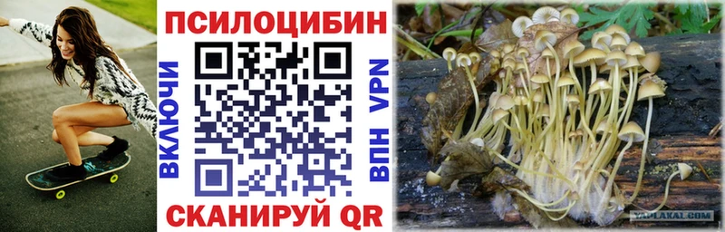 Псилоцибиновые грибы Psilocybe  Купить закладки  Бирюч 